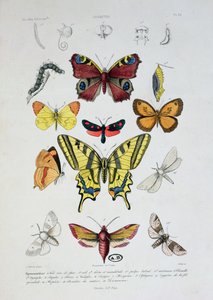 Varias mariposas, de Dictionnaire Elementaire d